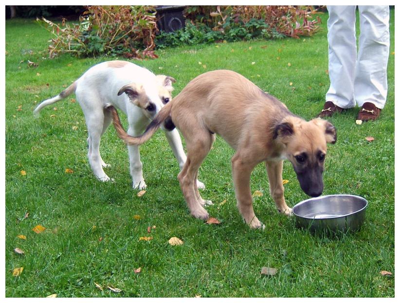 Sternenstaub und Silbersee
