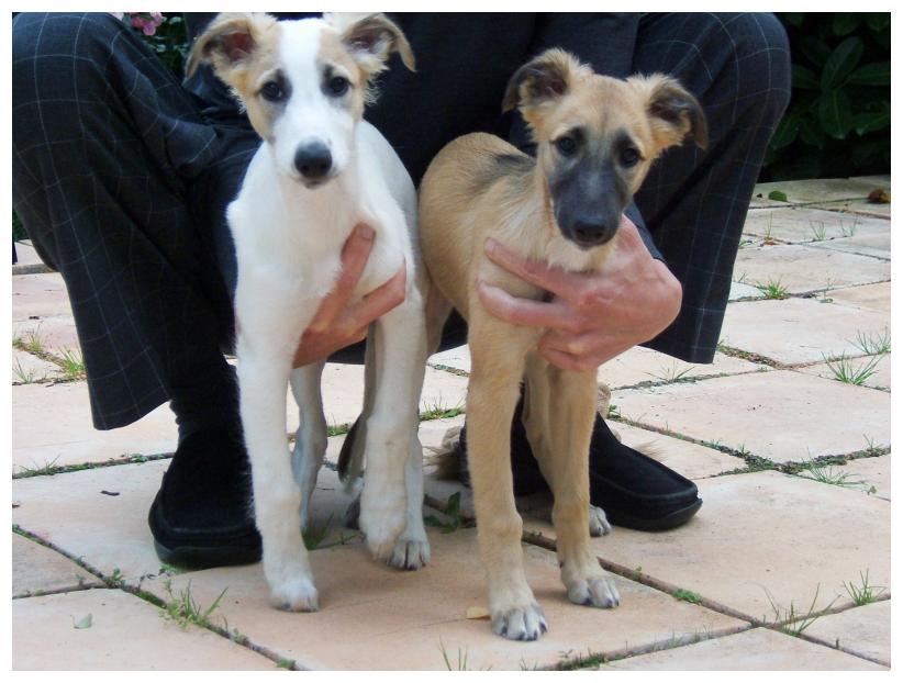Die zwei Brder vom Schwarzen Schwan