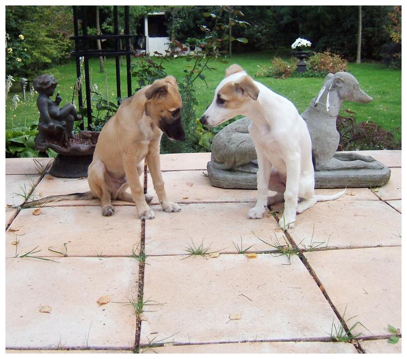 Brder verstehen sich ohne Worte