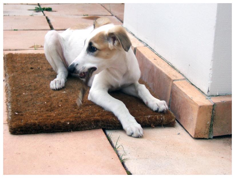 Noch besser, es gab Pansen ...