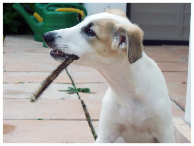 Silbersee vom Schwarzen Schwan, ein Prachtkerl!