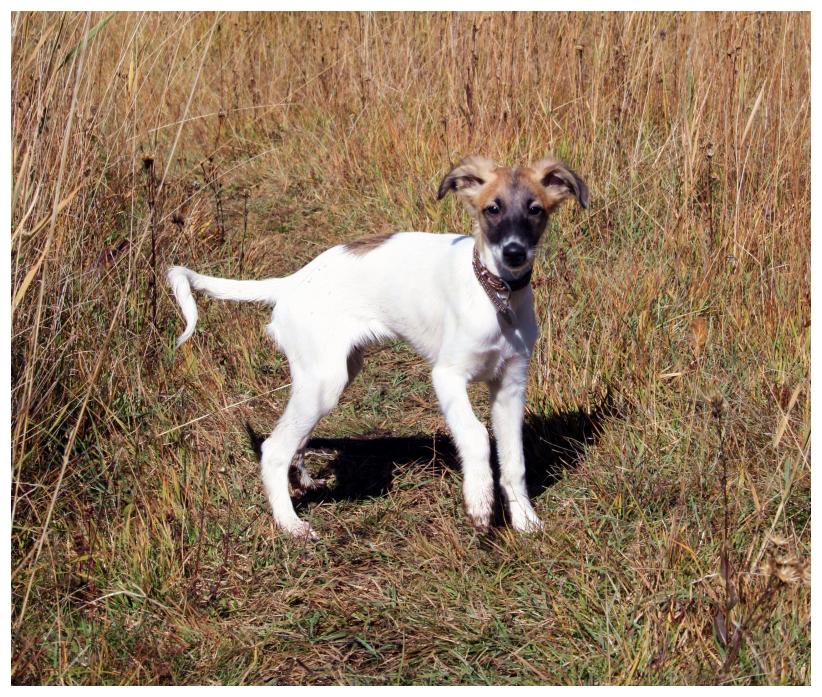 Lili (Sanfter Engel) beim Ausflug im Grnen (14 Wochen)