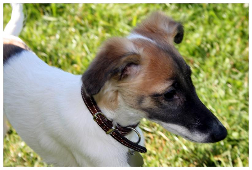 Lili ... Audrey Hepburn der Windhndinnen (14 Wochen)