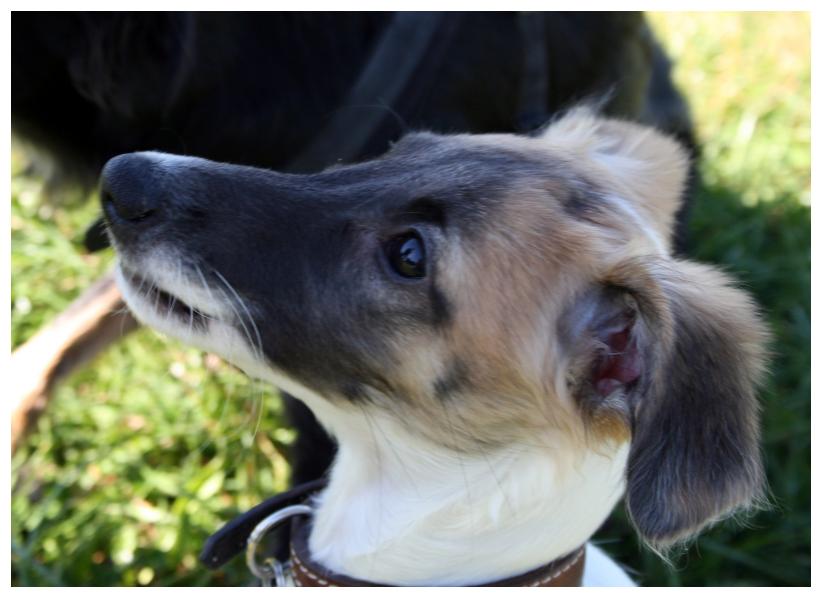 Eine charismatische Schnheit ... (14 Wochen)