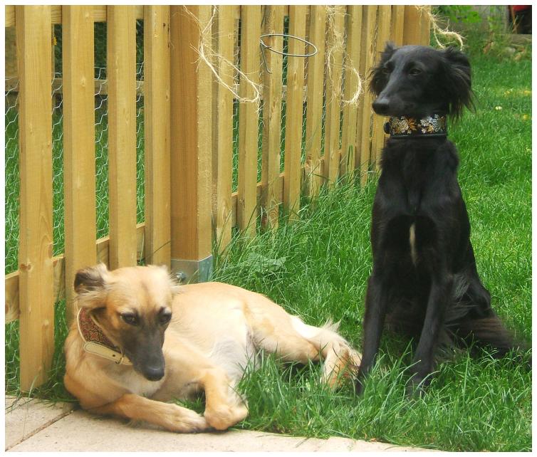 Die Schwangere und die Schne ...