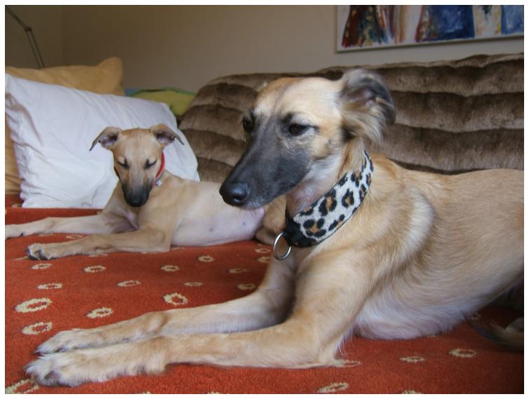 Langhaar-Whippet-Hndin Aglaia, Whippet-Welpe Noelle