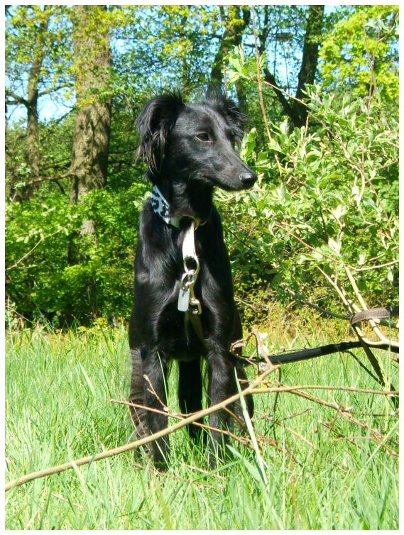 Djamil in Wald und Wiese