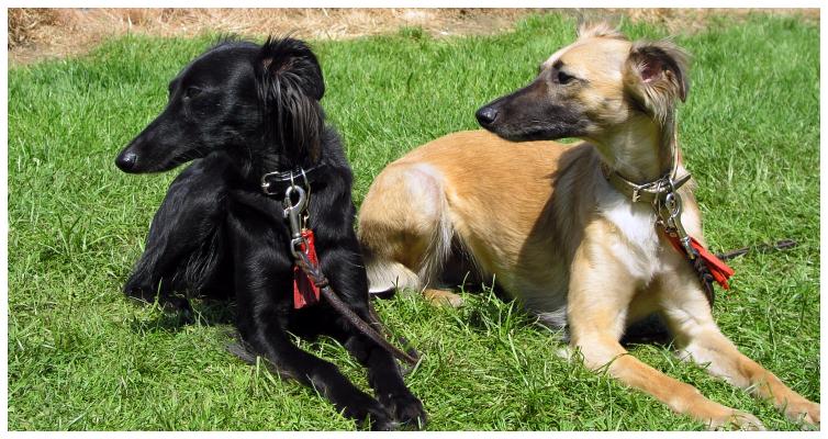Djamil und Aglaia entspannt auf dem Hunderennplatz
