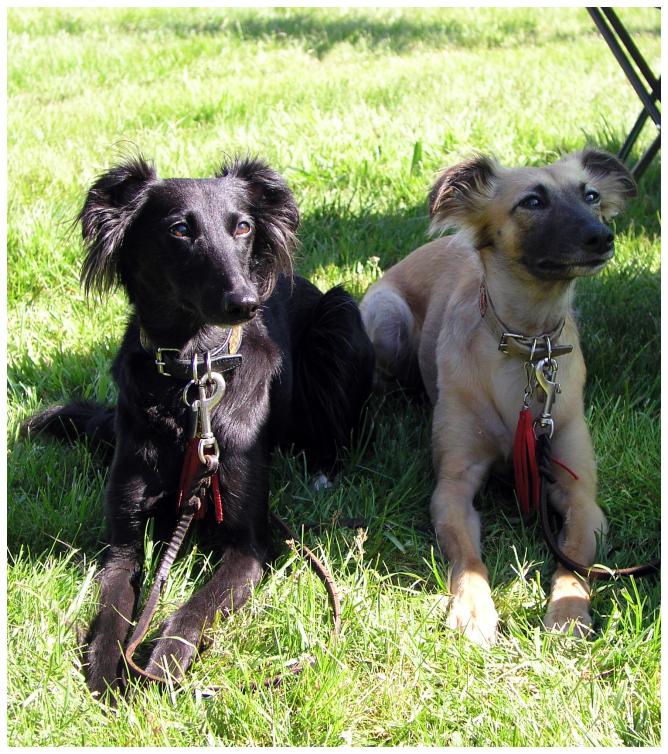 Djamil und Aglaia in Sonne und Schatten