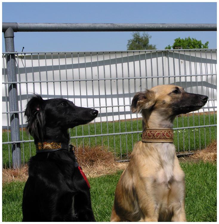 Djamil und Aglaia in aufmerksamem Gleichklang