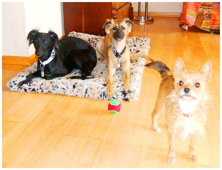 Djamil und Aglaia, im Vordergrund Mischlingshndin Juni