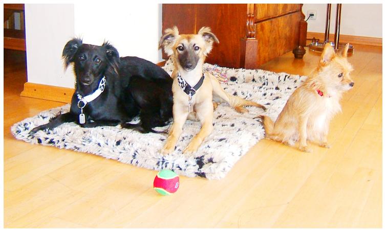 Djamil, Aglaia, Juni