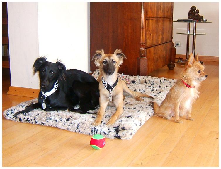 Djamil, Aglaia, Juni