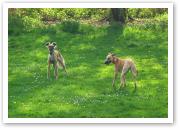 (24/28): Aglaia und Noelle beim Spiel an den ersten Frhlingstagen