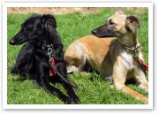 (25/28): Djamil und Aglaia entspannt auf dem Hunderennplatz