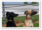 (28/28): Djamil und Aglaia in aufmerksamem Gleichklang