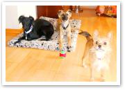 (21/28): Djamil und Aglaia, im Vordergrund Mischlingshndin Juni