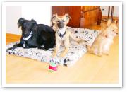 (22/28): Djamil, Aglaia, Juni