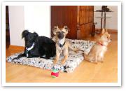 (23/28): Djamil, Aglaia, Juni