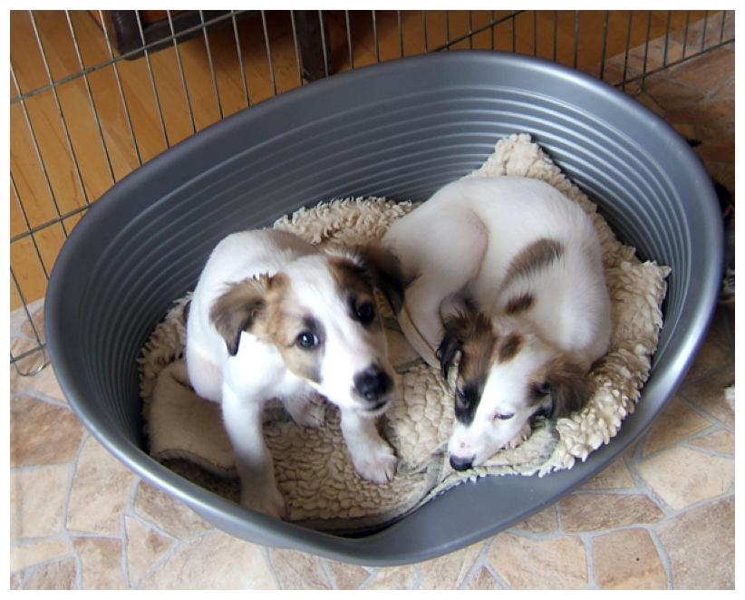 Silbersee und Sommernachtstraum.