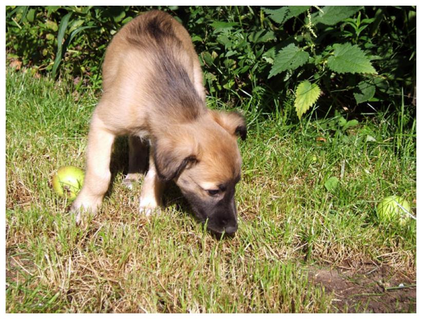 Sternenstaub erntet.