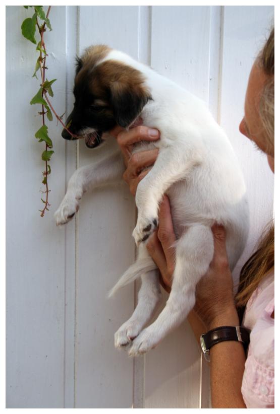 Sanfter Engel liebt den Wein.