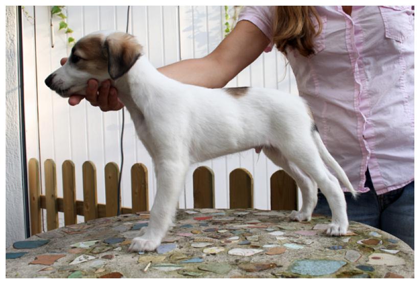 Silbersee, ein Prachtkerl.