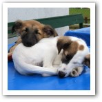 (38/43): Wozu ein Krbchen? Schlafen knnen wir berall.