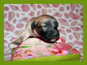 (13/24): Sommerseide