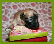 (14/24): Sommerseide