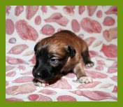 (15/24): Sommerseide